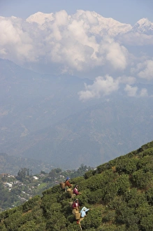 Plucking Prints: Women tea pluckers in Singtom tea garden