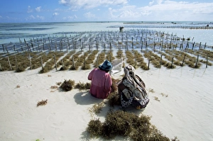 Tanzania Prints: Two women working in seaweed cultivation, Zanzibar, Tanzania, East Africa, Africa