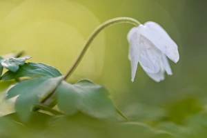 One Object Prints: Wood anemone (Anemone nemorosa) flowering