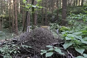 Nest Collection: Wood ant (Formica sp. ) nest in coniferous forest, Rakov Skocjan valley, near Cerknica, Slovenia