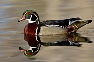 Images Dated 25th March 2008: Wood Duck (Aix sponsa) drake swimming, Sterne Park, Littleton, Colorado
