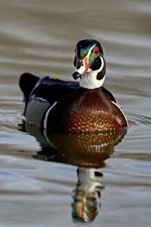 Wood Duck (Aix sponsa) drake swimming, Sterne Park, Littleton, Colorado