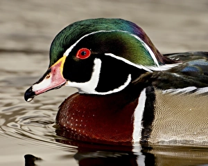 Images Dated 18th December 2009: Wood duck (Aix sponsa) drake swimming, Rio Grande Zoo, Albuquerque Biological Park