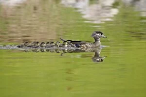 Images Dated 7th May 2007: Wood duck (Aix sponsa) hen and ducklings swimming, Arapahoe County, Colorado
