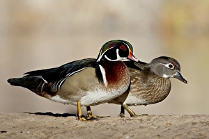 Images Dated 18th December 2009: Wood Duck (Aix sponsa) pair, Rio Grande Zoo, Albuquerque Biological Park