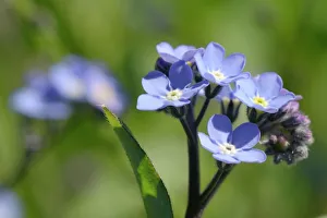 Flowers Prints: Wood forget-me-not (Myosotis sylvatica) flowers, Cornwall, England, United Kingdom
