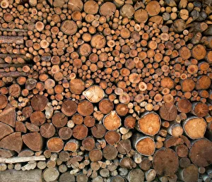 Stack Prints: Wood pile in the Walser village of Grimentz, Valais, Swiss Alps, Switzerland, Europe