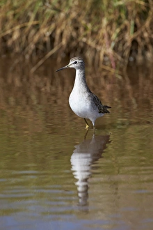 Serengeti Prints: Wood sandpiper (Tringa glareola), Serengeti National Park, Tanzania, East Africa, Africa