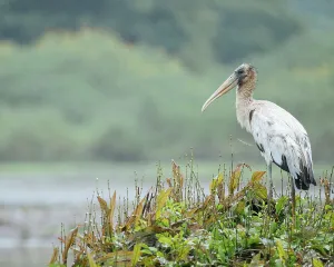 Alajuela Province Prints: Wood stork, Cano Negro, Alajuela Province, Costa Rica, Central America