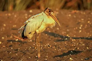 Avifauna Prints: Wood stork (Mycteria americana) big wading bird of the south Americas