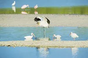 Stork Prints: Wood Stork (Mycteria Americana) spreading wings and Roseate Spoonbills (Ajaia ajaja)