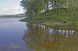 Dumfries Galloway Prints: A wooded corner of Lock Ken