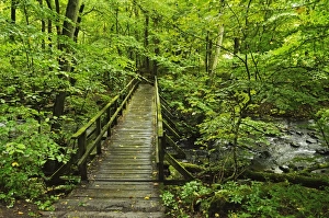 Wooden bridge, Holzbachtal, Westerwald, Rhineland-Palatinate, Germany, Europe