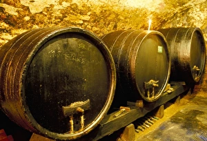 Wine Production Prints: Wooden kegs for ageing wine in cellar of Pavel Soldan