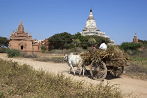 Pulling Prints: Wooden ox cart passing Shwesandaw Temple