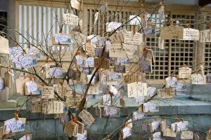 Wooden tablets called ema with messages to god hanging on a tree at a Japanese Shinto shrine