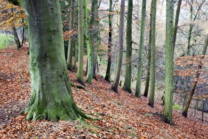 Knaresborough Prints: Woodland in autumn near Knaresborough