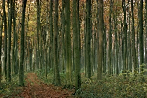 Woodland in autumnal hues