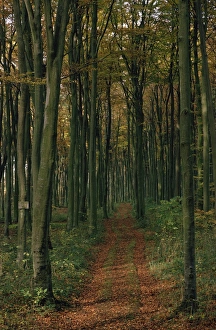 Woodland in autumnal hues