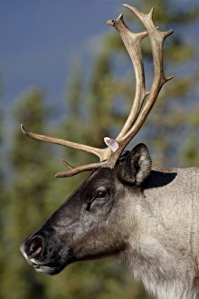 Images Dated 23rd September 2009: Woodland Caribou (Rangifer caribou) buck, Stone Mountain Provincial Park