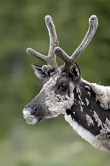 Horns Prints: Woodland caribou (Rangifer caribou) buck in velvet and shedding, Alaska Highway