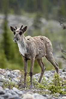 Images Dated 12th April 2009: Woodland caribou (Rangifer caribou) calf, Stone Mountain Provincial Park