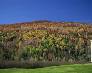 Vermont Prints: Woodland in fall colours, Vermont, New England, United States of America, North America
