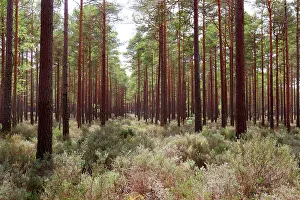 Heather Prints: Woodland near Inverness, Northern Scotland, United Kingdom, Europe