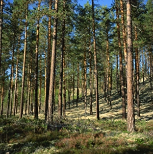 Conifer Prints: Woodland near Lillehammer