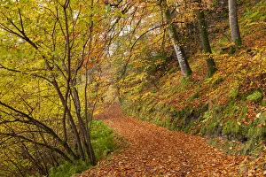 Autumnal Prints: Woodland path through a deciduous forest in autumn, Watersmeet, Exmoor National Park