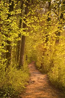 Indre Et Loire Prints: A woodland path near the Chateau Chenonceau lit up by the setting sun
