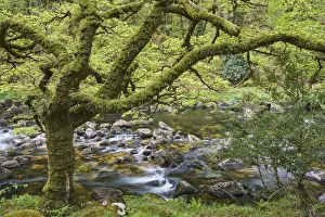 A woodland stream, the River Dart flowing through ancient oak woodland, in the heart