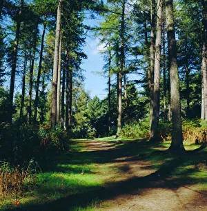 Woodland walk, Sherwood Forest, Edwinstowe, Nottinghamshire, England