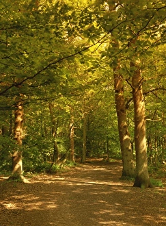 Foot Paths Prints: Woodland walk, Trent Park Country Park, near Cockfosters, North London