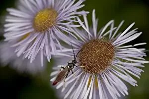 Woodwasp (Xiphydriidae) on a showy daisy (Erigeron speciosus), Glacier National Park