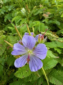 Floral Prints: Woolly cranesbill flowers bloom on Amaknak Island in Unalaska