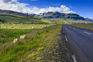 Snaefellsnes Peninsula Gallery: Woolly Icelandic sheep, road, grasses and mountains, Grundarfjordur town, Summer