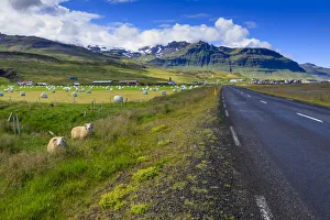Snaefellsnes Peninsula Gallery: Woolly Icelandic sheep, road, grasses and mountains, Grundarfjordur town, Summer