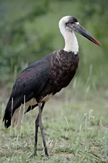 Images Dated 8th November 2007: Woolly-necked Stork (Ciconia episcopus), Imfolozi Game Reserve, South Africa, Africa