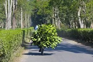 Images Dated 7th January 2008: Worker brings tea on his bicycle back home, Assam, India, Asia