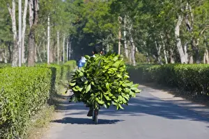 Assam Prints: Worker brings tea on his bicycle back home, Assam, India, Asia