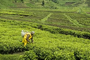 Rwanda Prints: Worker picking tea on a Tea plantation in the Virunga mountains, Rwanda, Africa