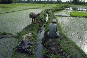 Rice Fields Prints: Workers in paddy fields, Kashmir, India, Asia