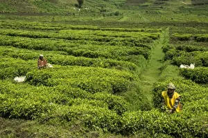 Rwanda Prints: Workers picking tea on a Tea plantation in the Virunga mountains, Rwanda, Africa