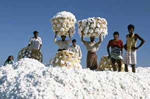 Pile Prints: Mill workers on pile of raw cotton balls on Deccan plateau
