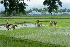 Workers in the rice fields near Madurai