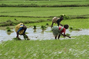 Planting Prints: Workers in the rice fields near Madurai