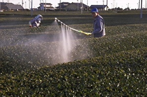 Tea Estate Prints: Workers spraying rows of tea shrubs on tea estate