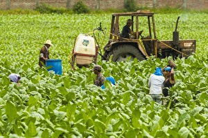 Workers and tractor in field of tobacco plants in an important growing region in the north west, Condega, Nicaragua, Central America Workers and tractor in field of tobacco plants in an important growing region in the north west, Condega, Nicaragua, Central America