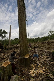 Working in the chakra (garden), Amazon, Ecuador, South America